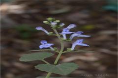 Scutellaria violacea